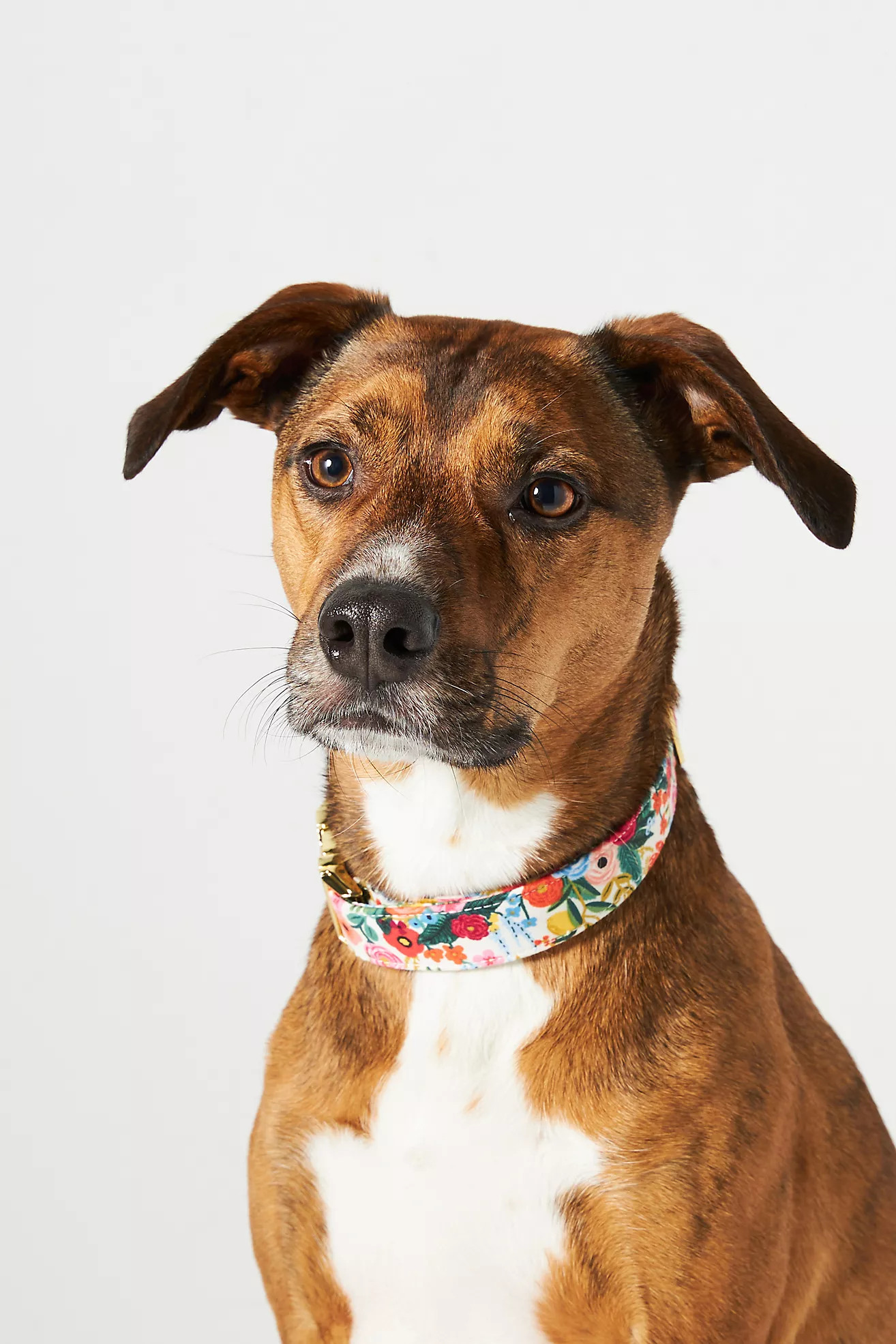 Rifle Paper Co. x The Foggy Dog Garden Party Collar | Anthropologie (US)