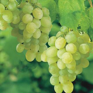 Gurney's Thompson Seedless Grape (Vitis) Live Bareroot Fruiting Vine 13126 - The Home Depot | The Home Depot