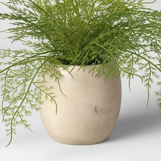 Sm Asparagus Fern - Threshold™ | Target