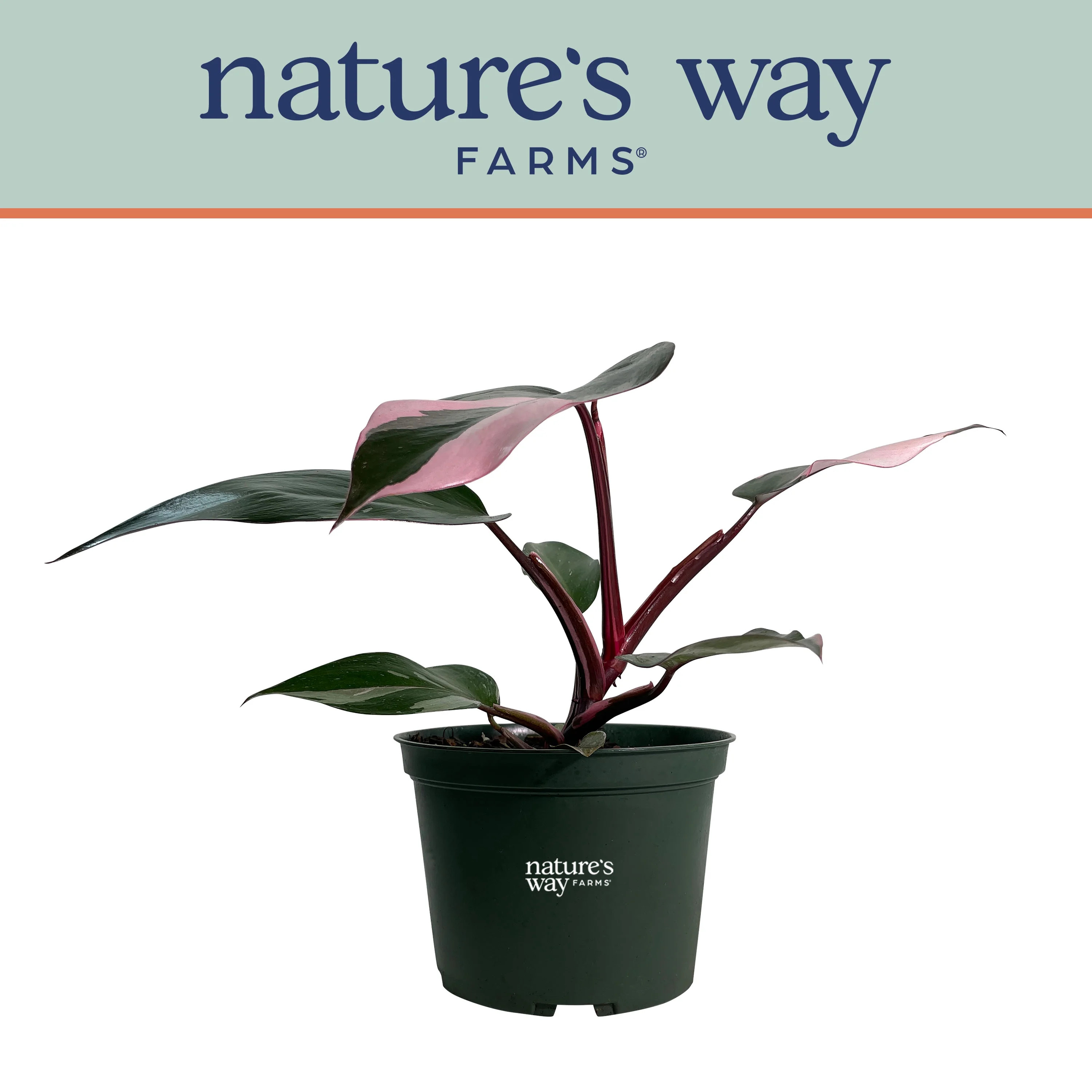 Nature's Way Farms Philodendron Pink Princess Live Plant (8-15 inches Tall) in Growers Pot | Walmart (US)
