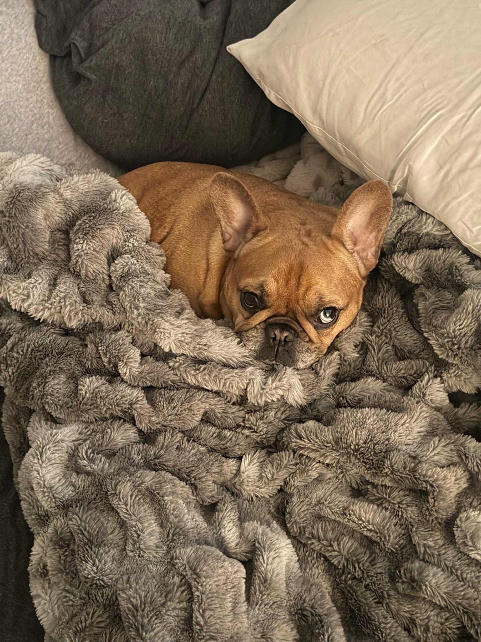 Bella is a fan favorite @lolablankets