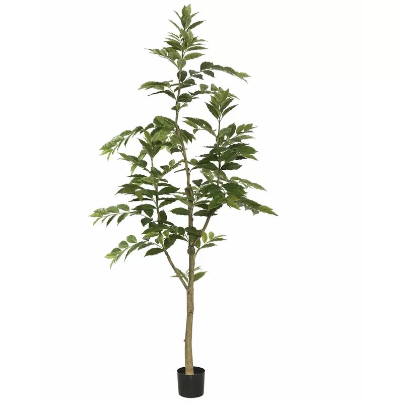 Nandina Foliage Tree in Pot | Wayfair North America