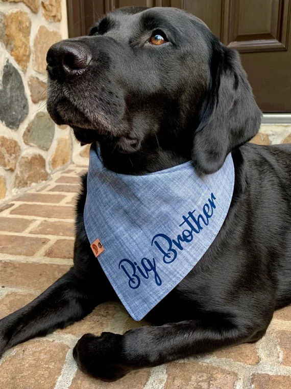 Big Brother bandana chambray Dog bandana pregnancy announcement fall dog bandana winter dog banda... | Etsy (US)