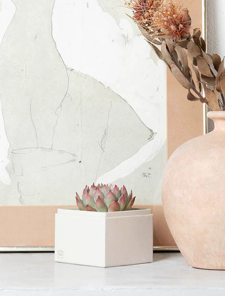 Serene Garden | Lula's Garden