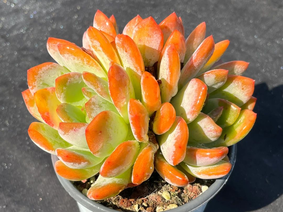 Echeveria Star Mark Rare Succulent Plants, 3 Heads 3.5 Imported Orange Live Succulent Plant Indoo... | Etsy (US)