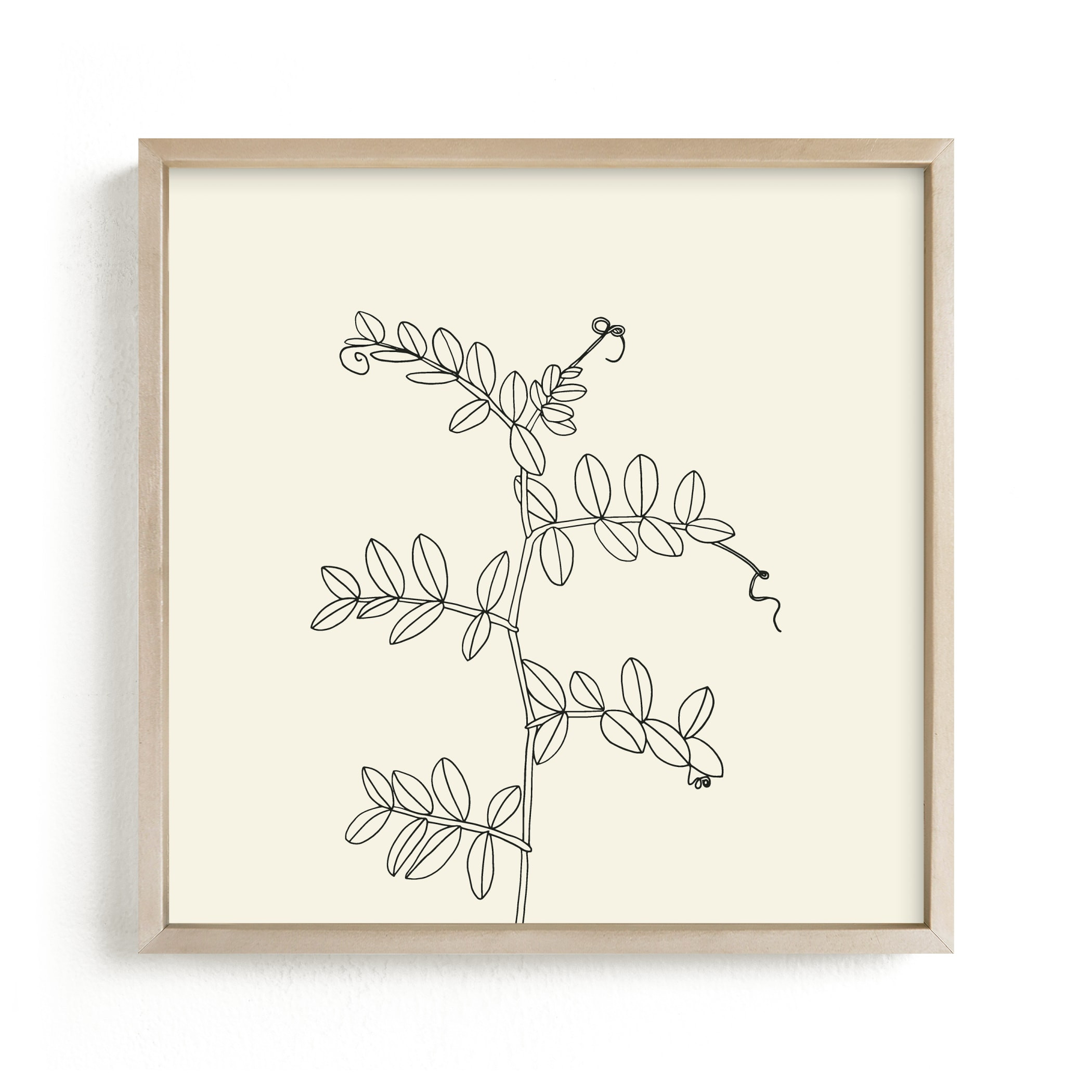 "Wild Pea" - Drawing Limited Edition Art Print by Jorey Hurley. | Minted