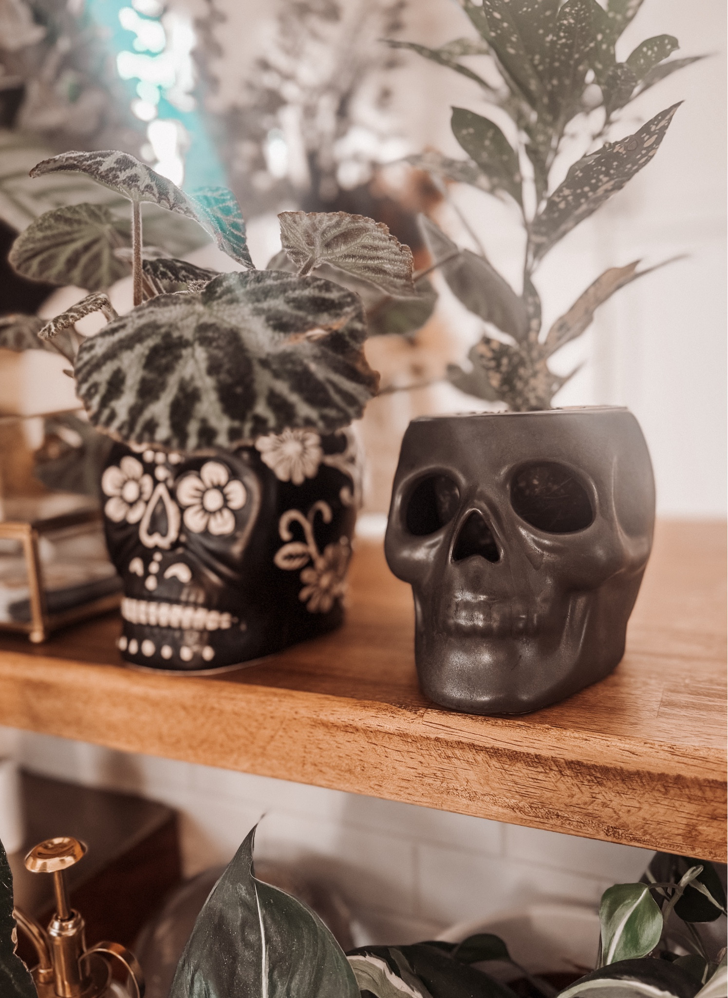 Theses skull candle holders make the perfect plant pot 💀🪴

#LTKHome #LTKSeasonal #LTKFallSale