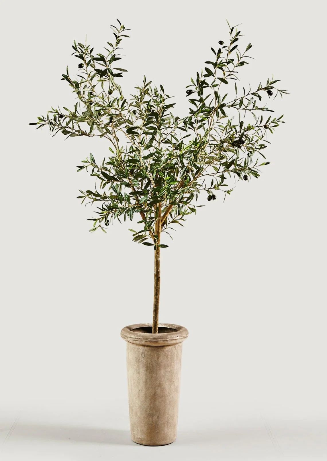 Faux Olive Tree Branch Potted Plant in Cement Pot - 72" | Afloral