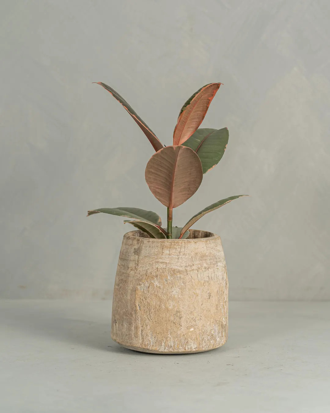 Wood Planter Catch All Vessel Bleached Teak Honey Pot (free Shipping) - Etsy | Etsy (US)