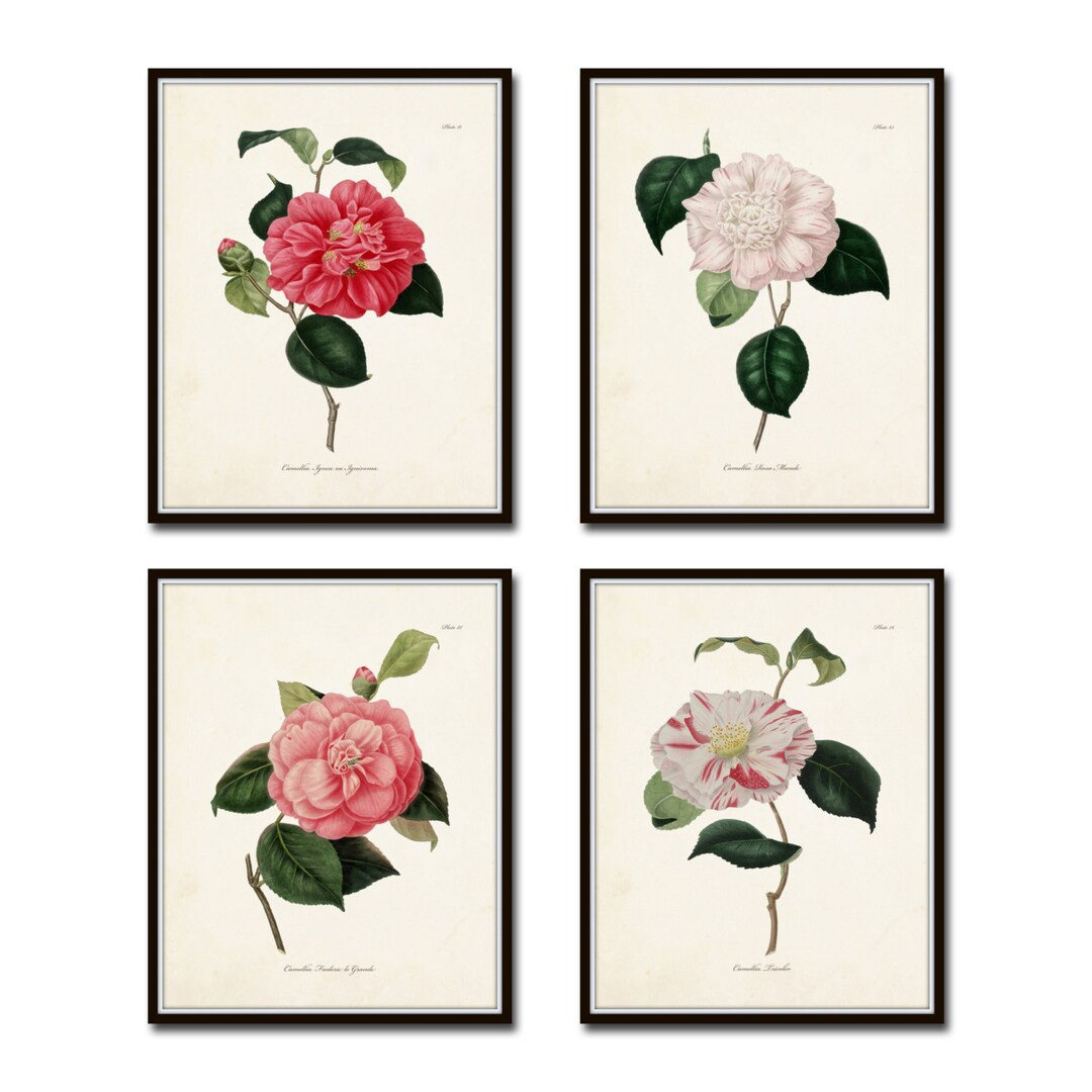 French Camellias Print Set No. 4, Vintage Botanical Prints, Giclee, Home Decor Wall Art, Antique ... | Etsy (US)
