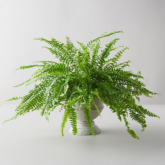 Boston Fern, Gray Urn | Terrain