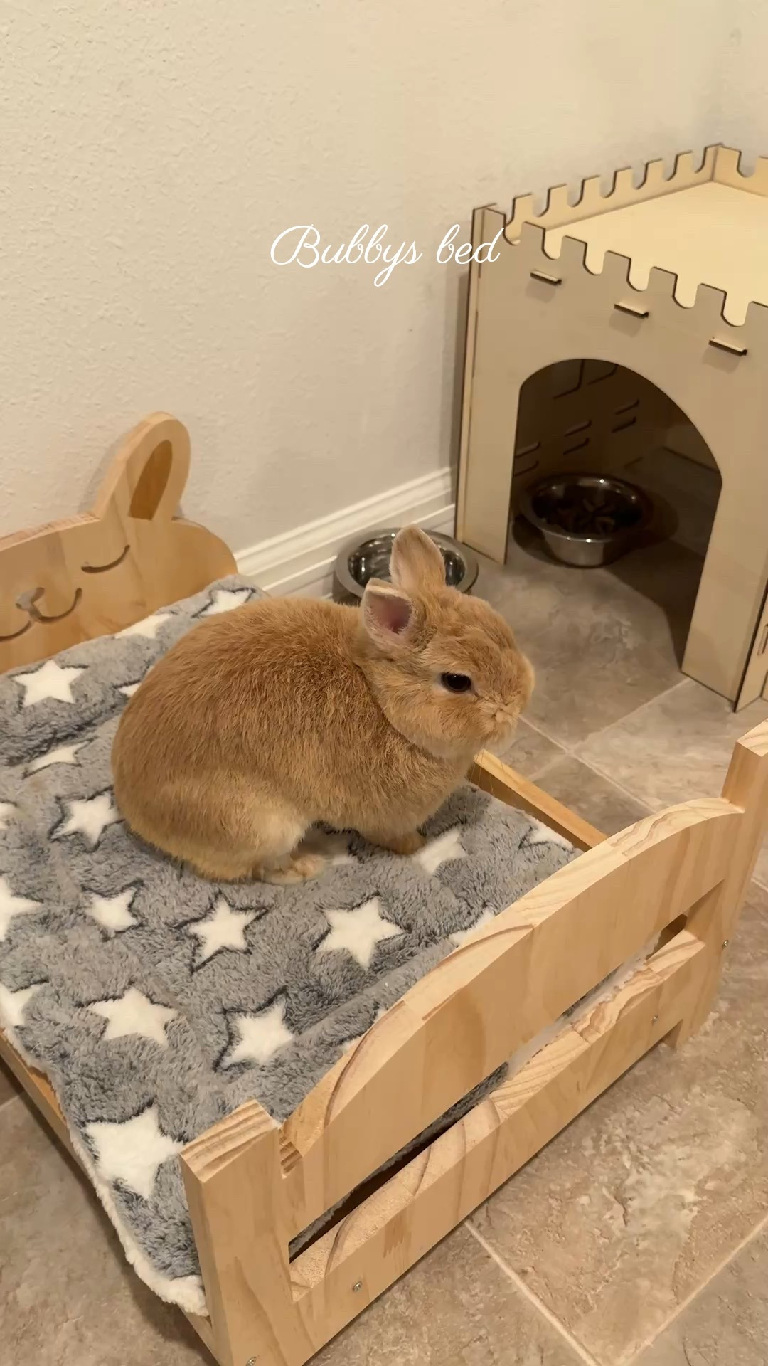 Amazon small pet finds✨

#LTKPets #LTKSeasonal #LTKSaleAlert