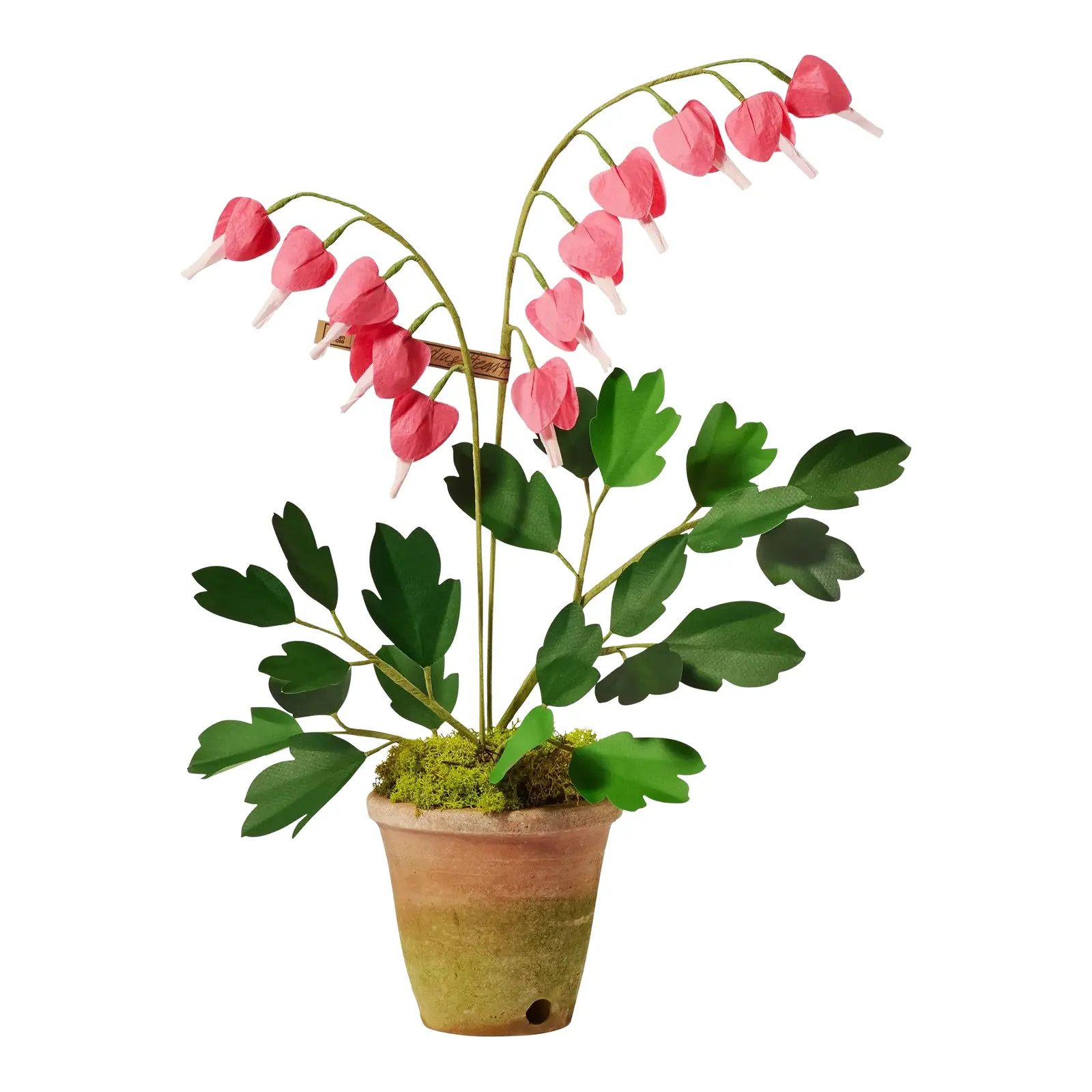 The Green Vase Bleeding Heart Plant | Chairish