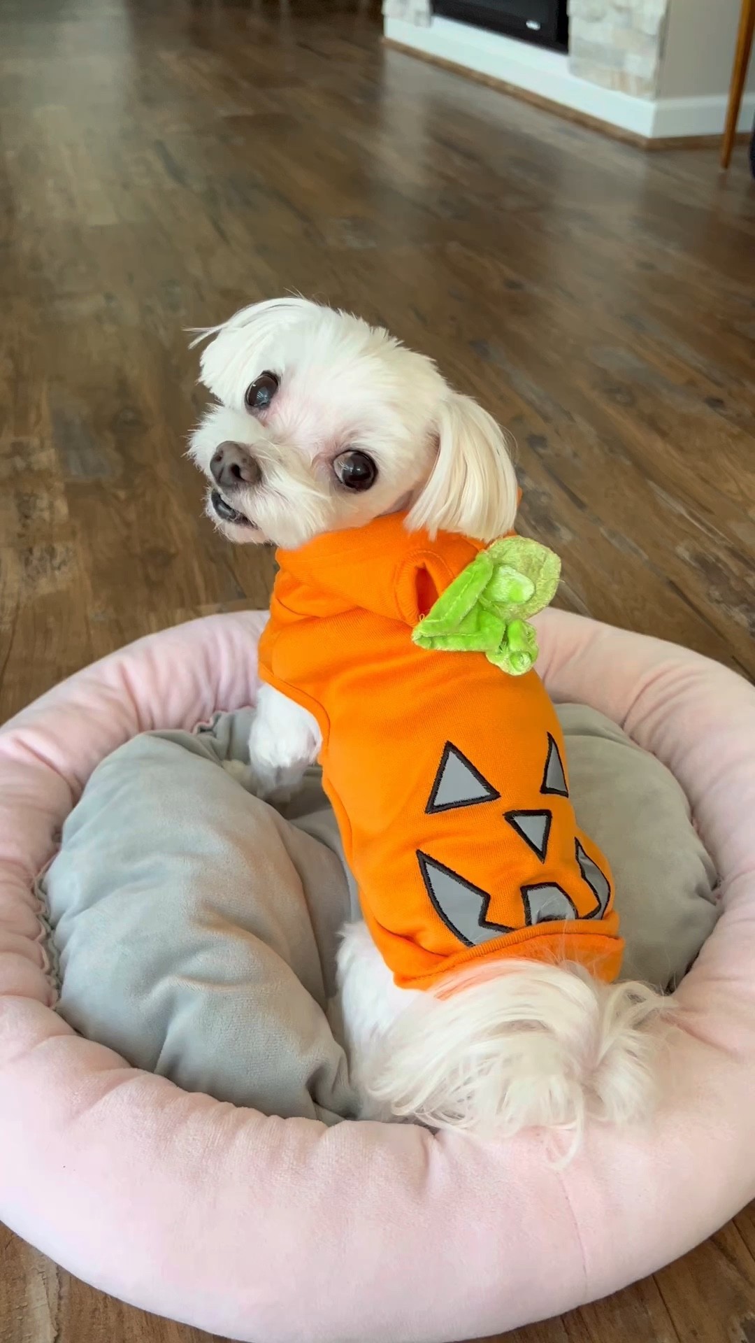 Reflective Jack-o'-lantern pumpkin hoodie dog and cat costume from Target in size XS. Perry measure 13.5" chest, 9" length and weighs 5 lbs Ear holes are small. #target #targetdog #targethalloween

#LTKSeasonal #LTKunder50 #LTKHalloween
