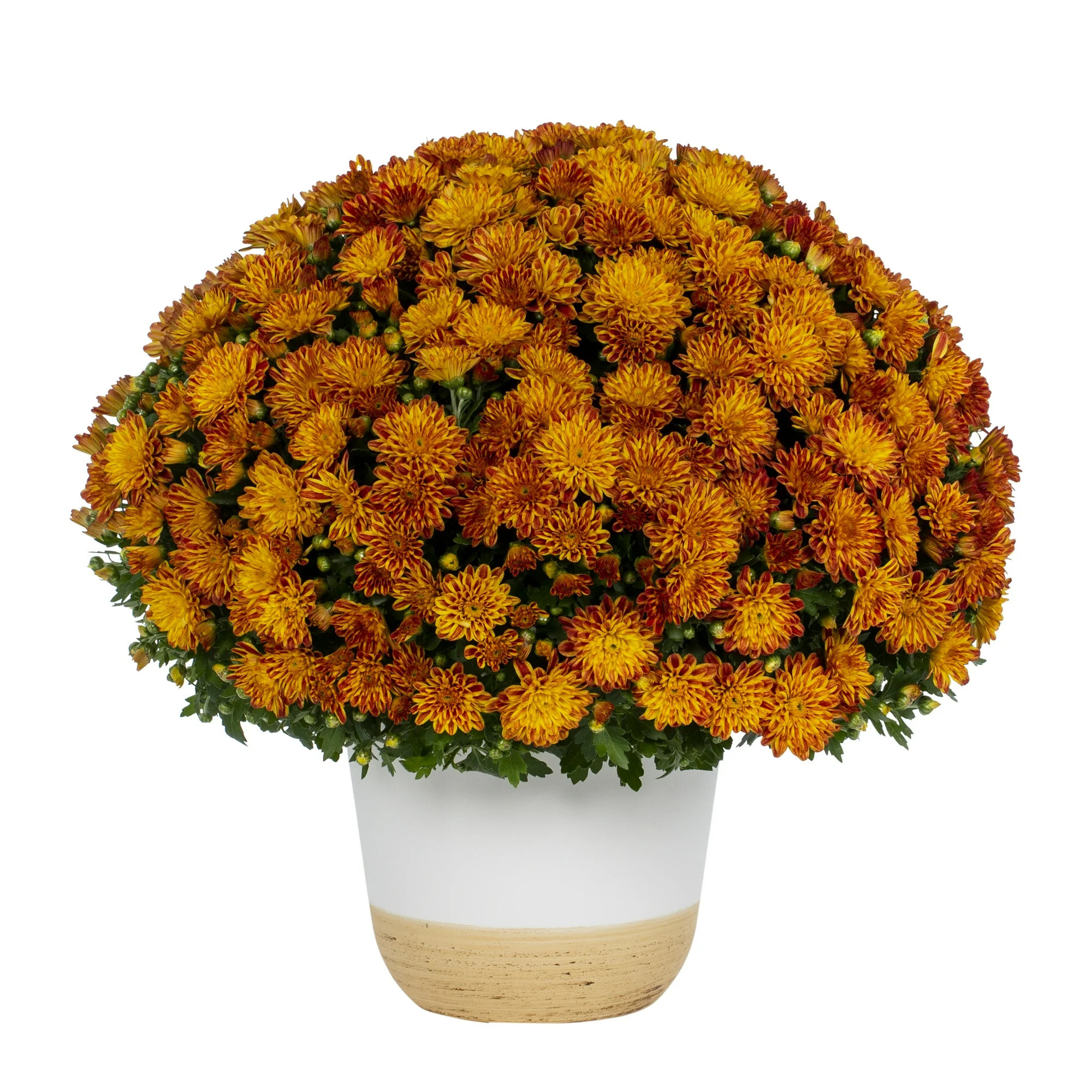 Better Homes & Gardens Scents of the Season 1G Orange Mum Live Plant Decorative Pot Pumpkin & Cha... | Walmart (US)