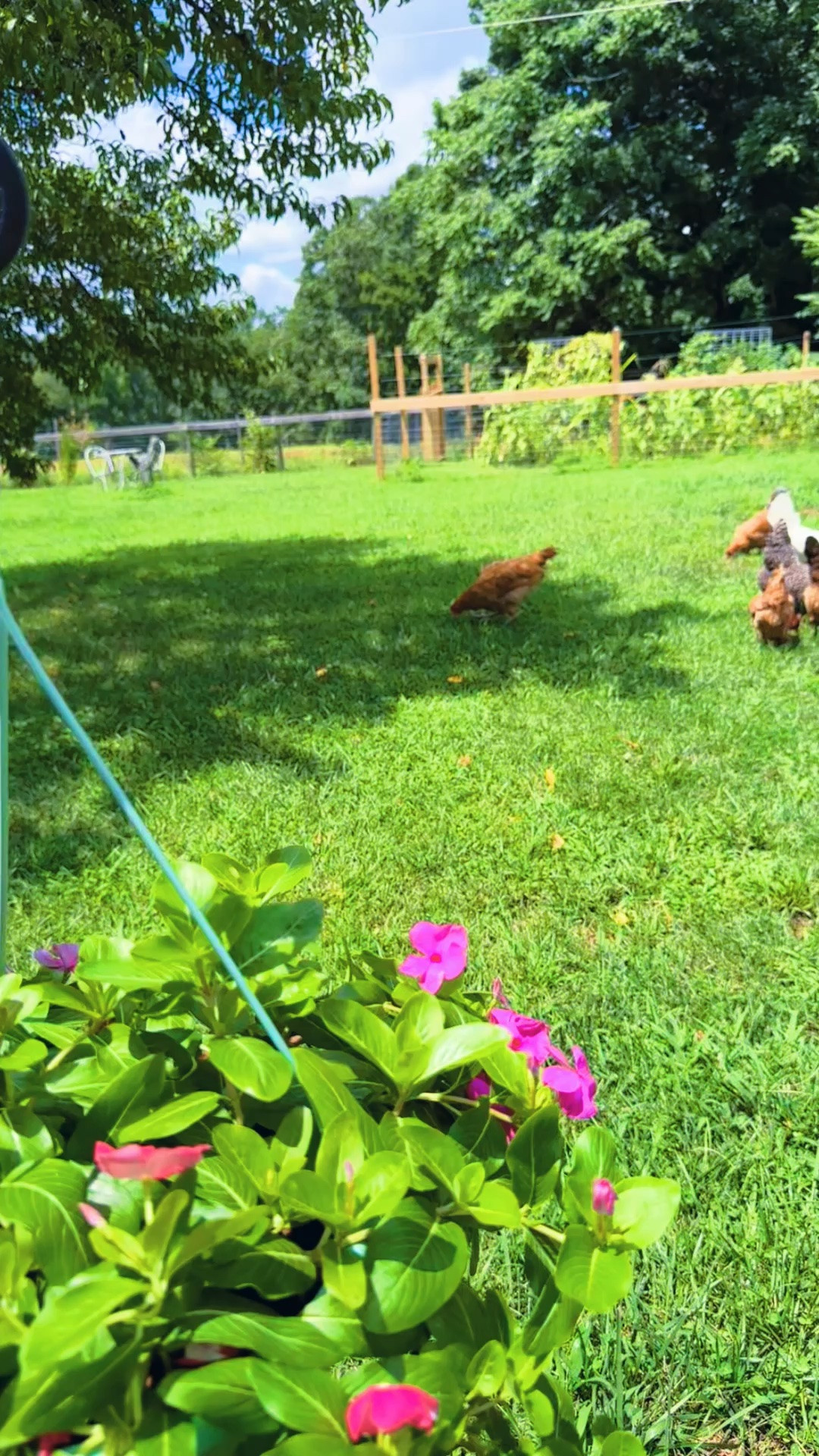 happy happy girlies 🐓 !!!