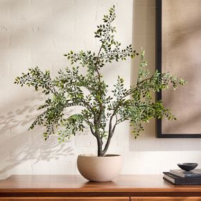Faux Bonsai Tree | West Elm (US)
