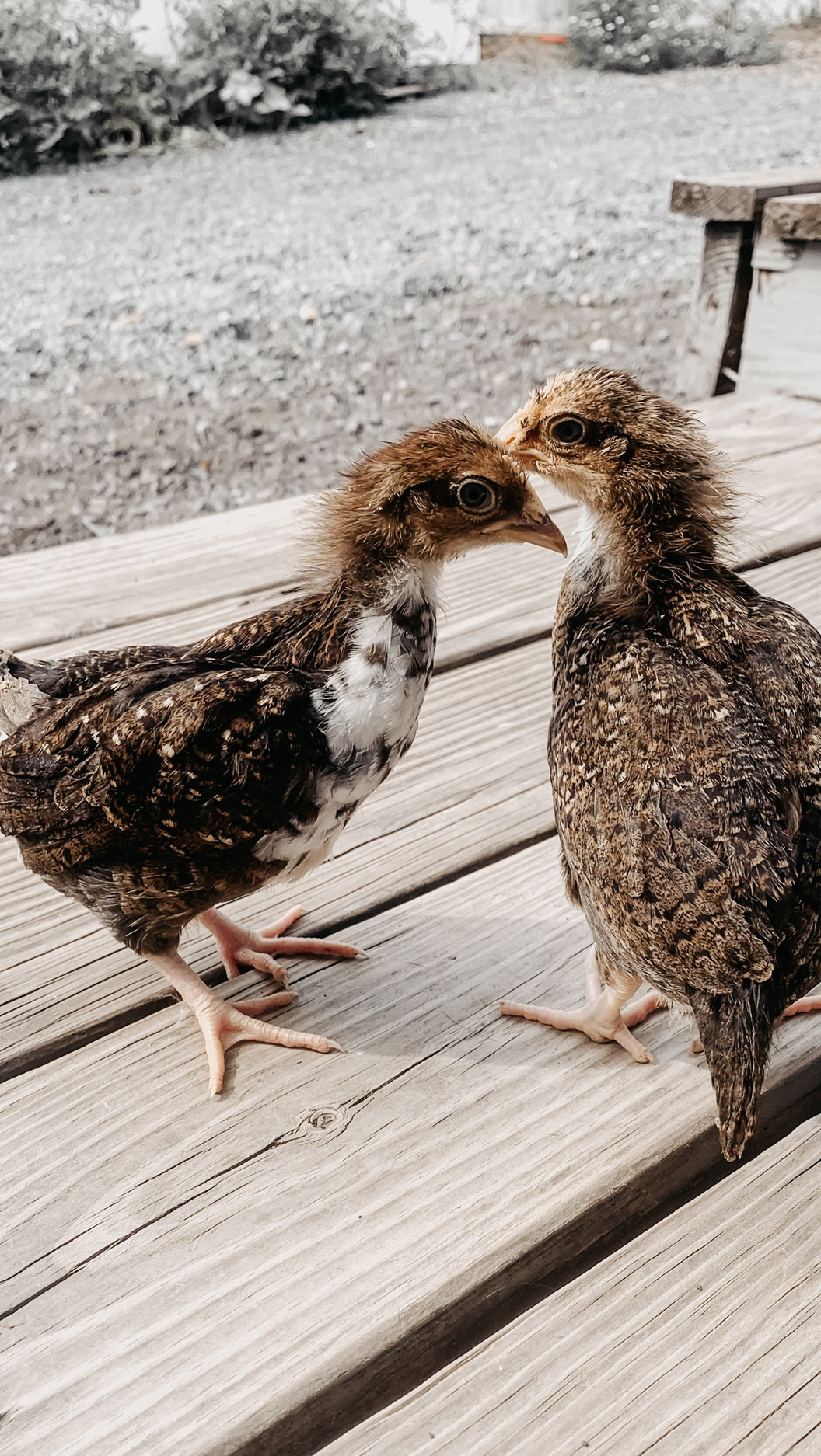 A few more snapshots of the chickens we raised last year 🐓 

Over the next few days I’ll be prepping the brooder for some new chicks, so stay tuned! 

Homestead 
Chickens 

#LTKHome #LTKSeasonal #LTKFamily