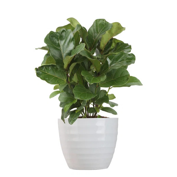 12'' Live Fiddle Leaf Fig Plant in Planter | Wayfair North America
