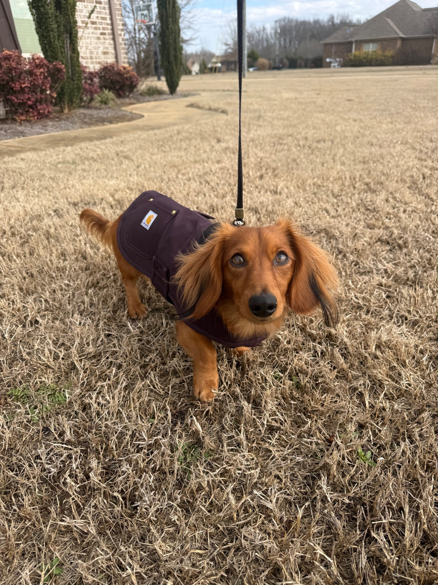 Keeping Pluto warm and stylish! 