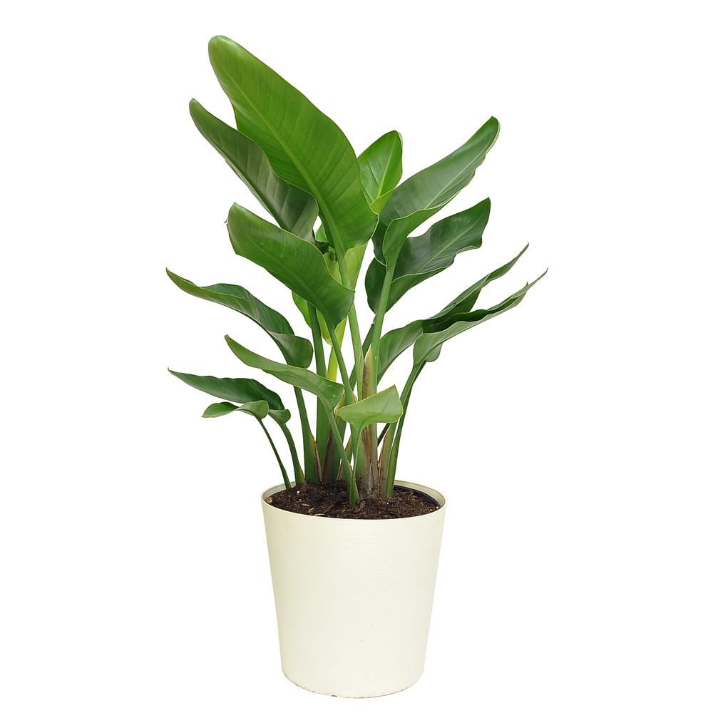 Costa Farms 10 in. White Bird in Paradise Planter | The Home Depot
