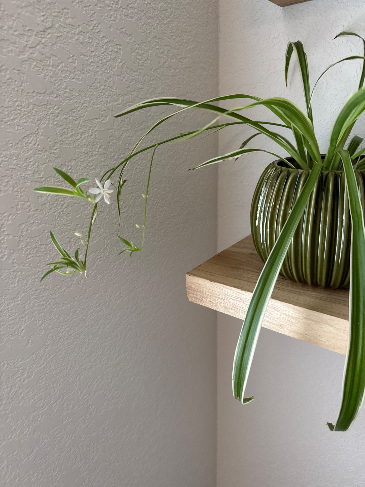 My little snake plant finally decided to bloom. I put him by the sun and he’s been happy ever since.! 

#LTKHome #LTKStyleTip #LTKSpringSale