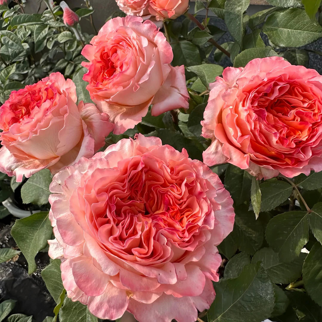 Special love song. 特别情歌. Cut rose. Rose plant | Etsy (US)