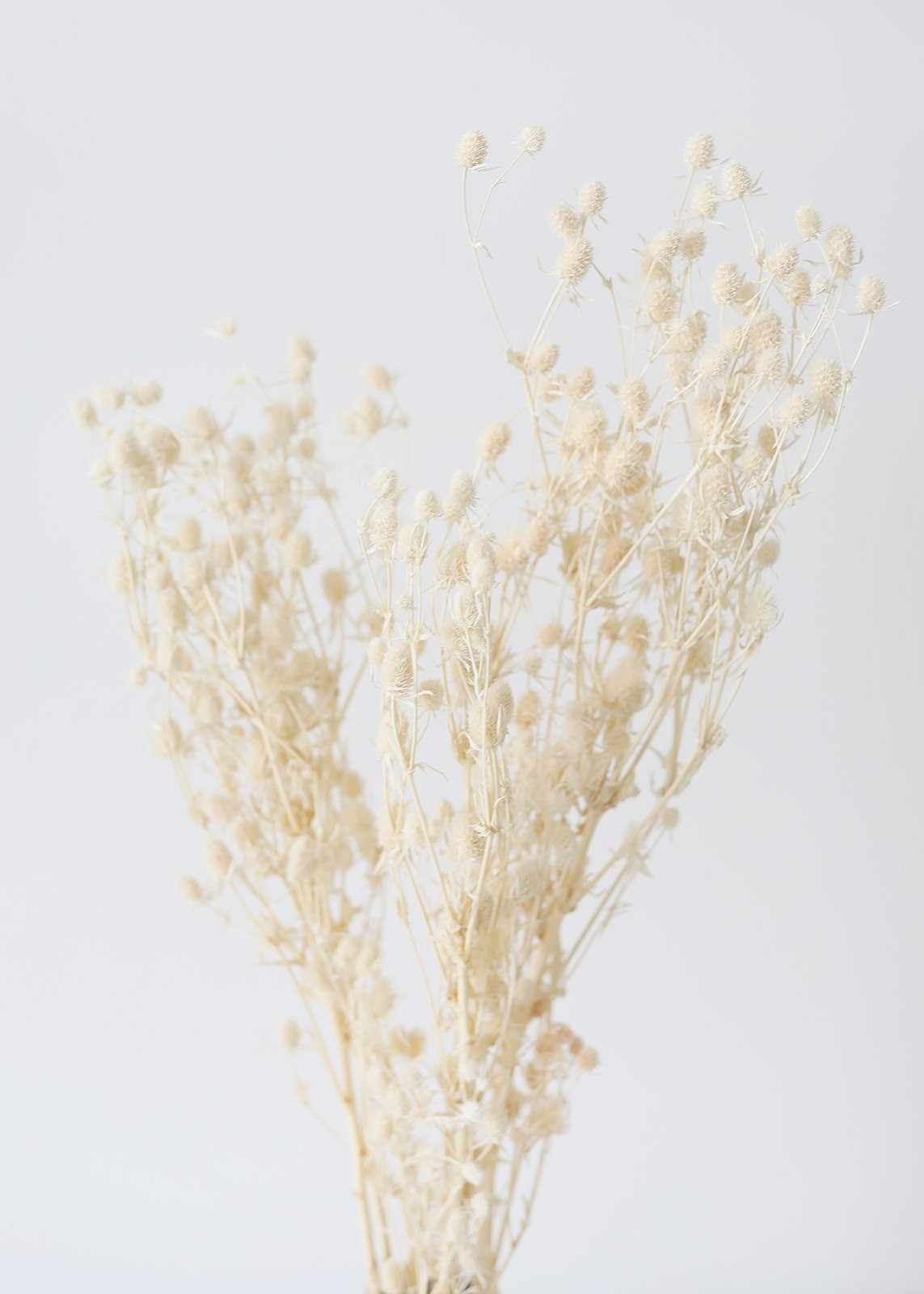 Off White Eryngium Sea Holly Dried Flowers - 14-26" Tall | Afloral (US)