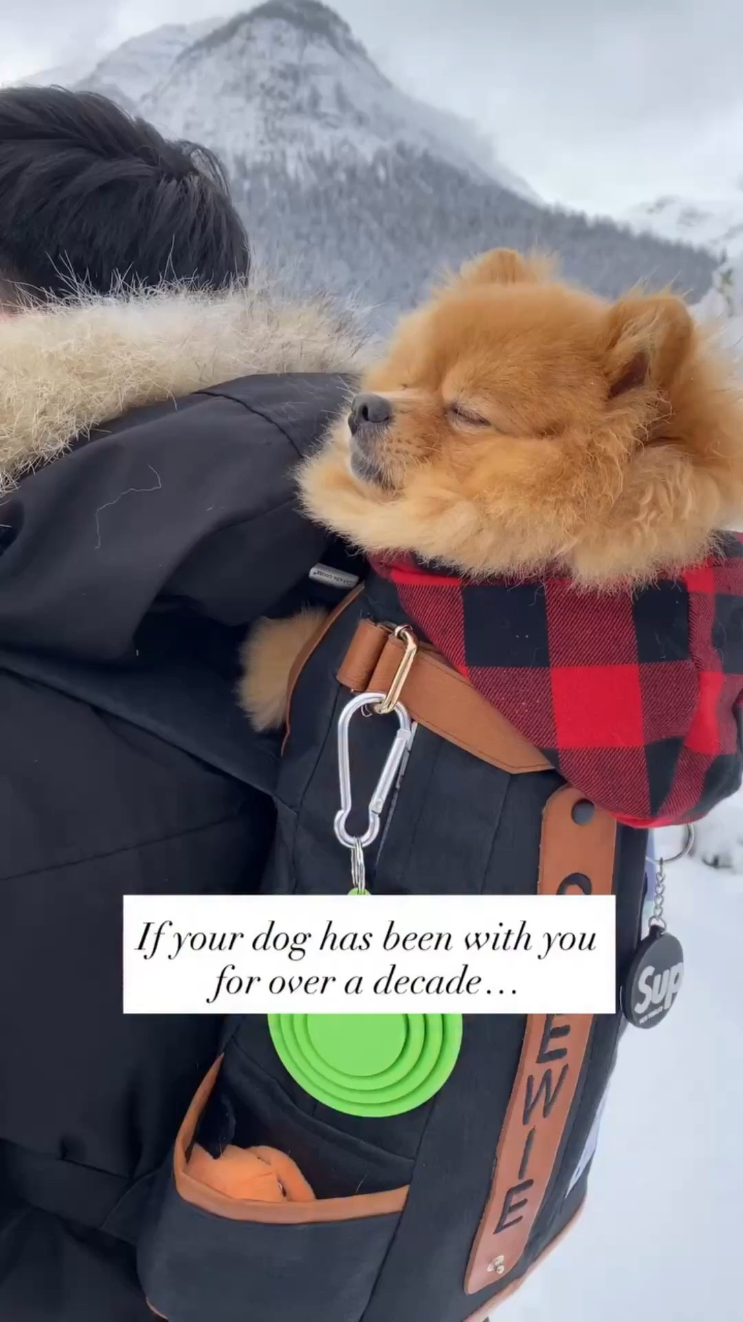 Nobody talks about this part of being a dog parent… the emotional part about realizing that your fluffy little one is getting old. ❤️😭 #seniordog #dogmom #emotional #ourfirst #growingold

#LTKTravel #LTKmomlife #LTKvlog