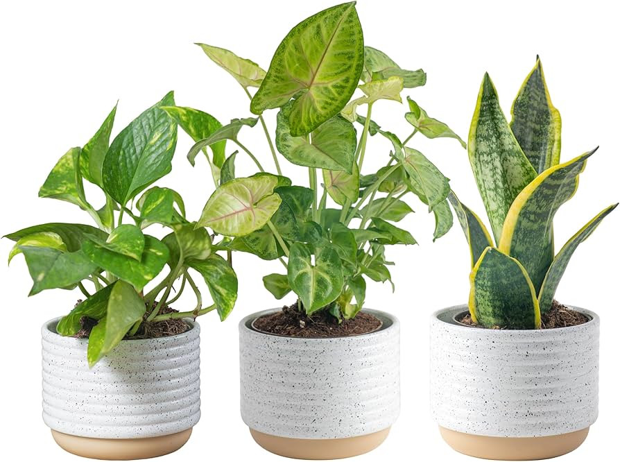 Costa Farms Live Plants (3 Pack), Easy to Grow Real Indoor Houseplants, Air Purifying Plants, Gro... | Amazon (US)