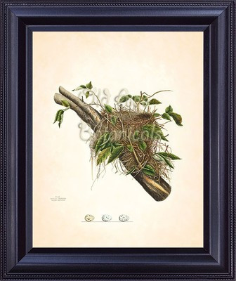 Bird Nest Eggs Antique Botanical Art Print Plate 21 Forest Tree Branch BN0104 | eBay US