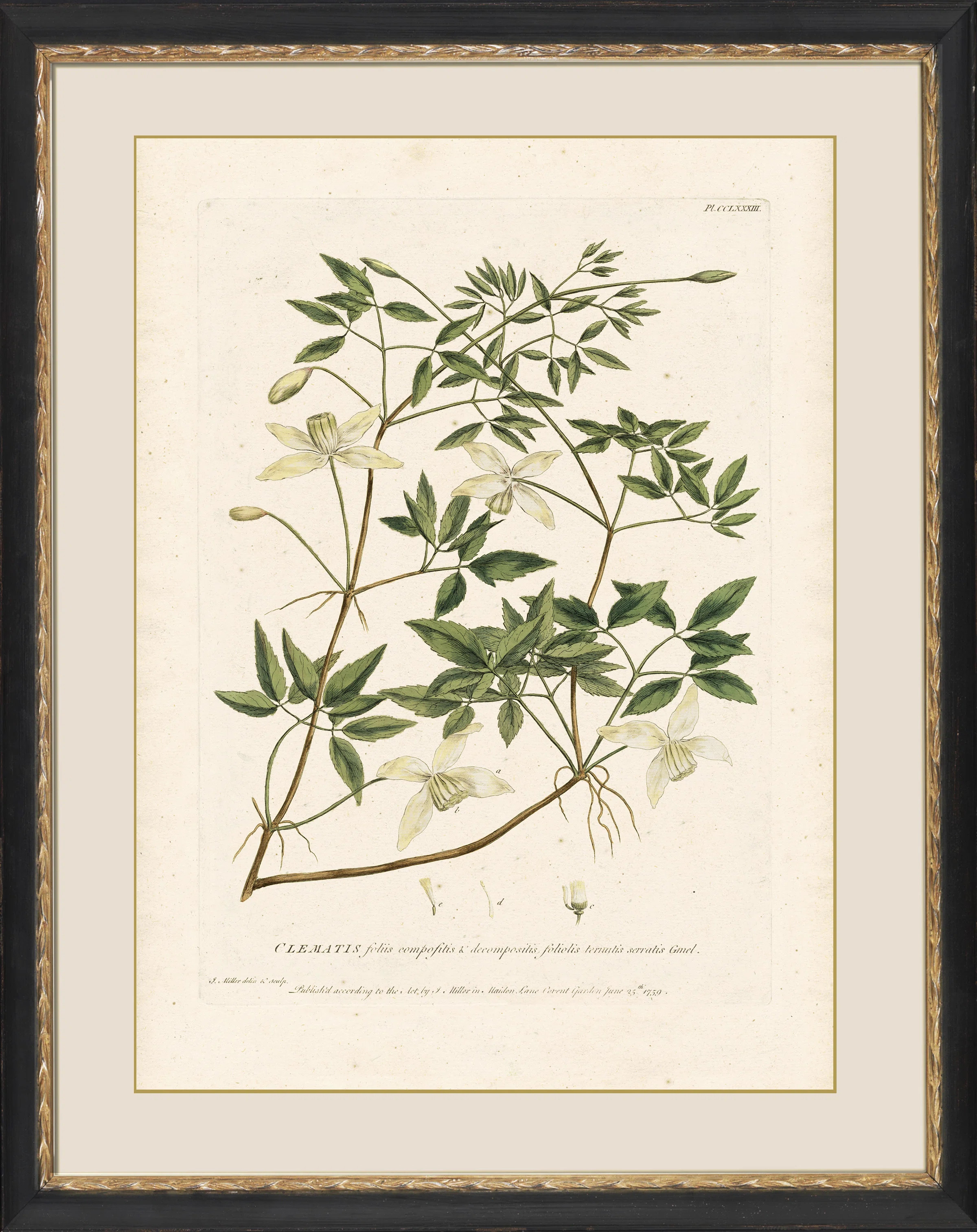 Clematis Print | Perigold