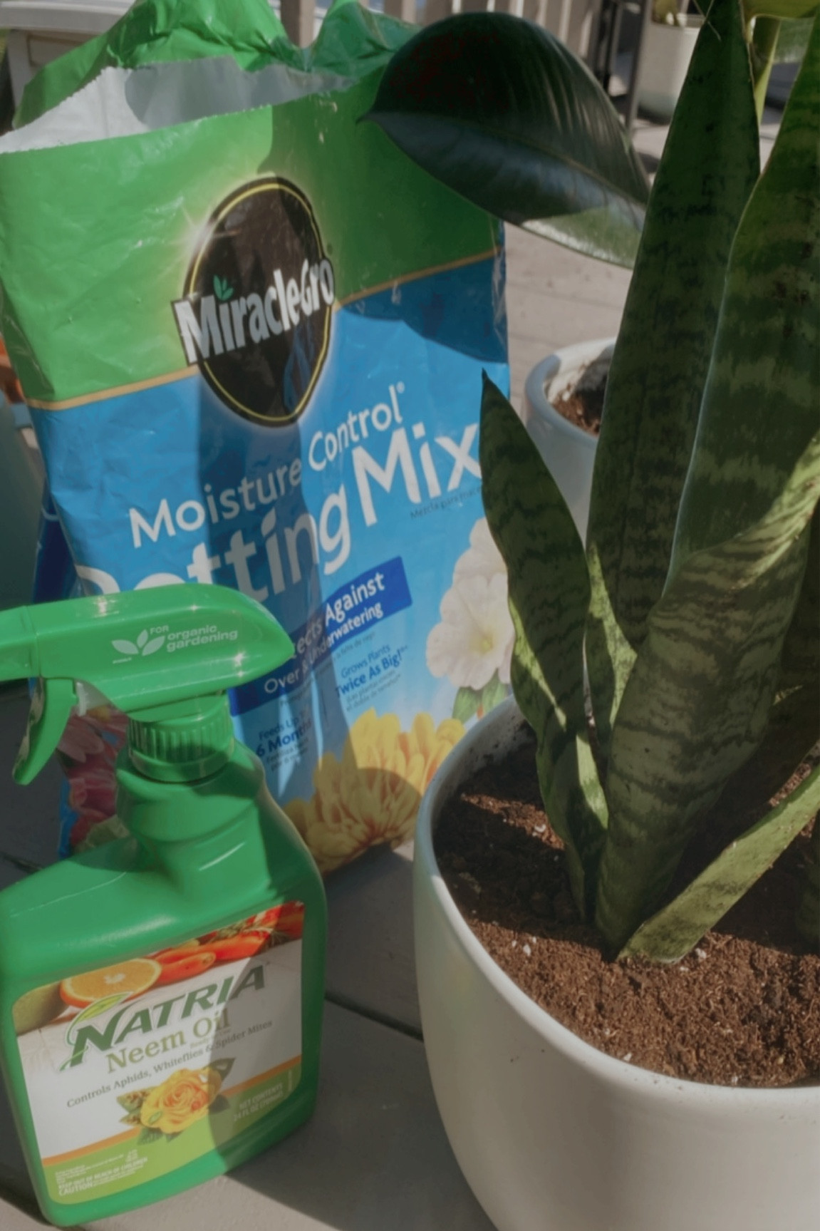 every few months houseplants could use a new top layer of soil and neem oil 

#LTKhome #LTKunder50 #LTKSeasonal