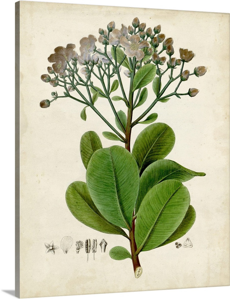 Verdant Foliage VIII Wall Art | Great Big Canvas - Dynamic