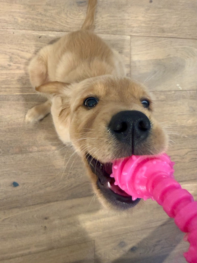 Linking everything I've spoiled Dolly with 💗


#LTKpet #dog #dolly #LTKfinds #pettoys 

 