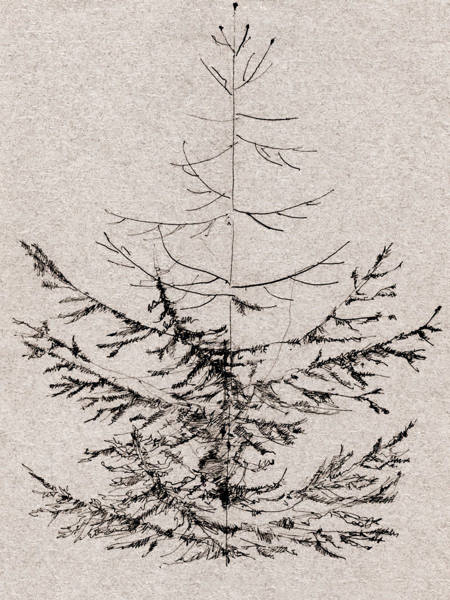 Pine Sketch | Collection Prints