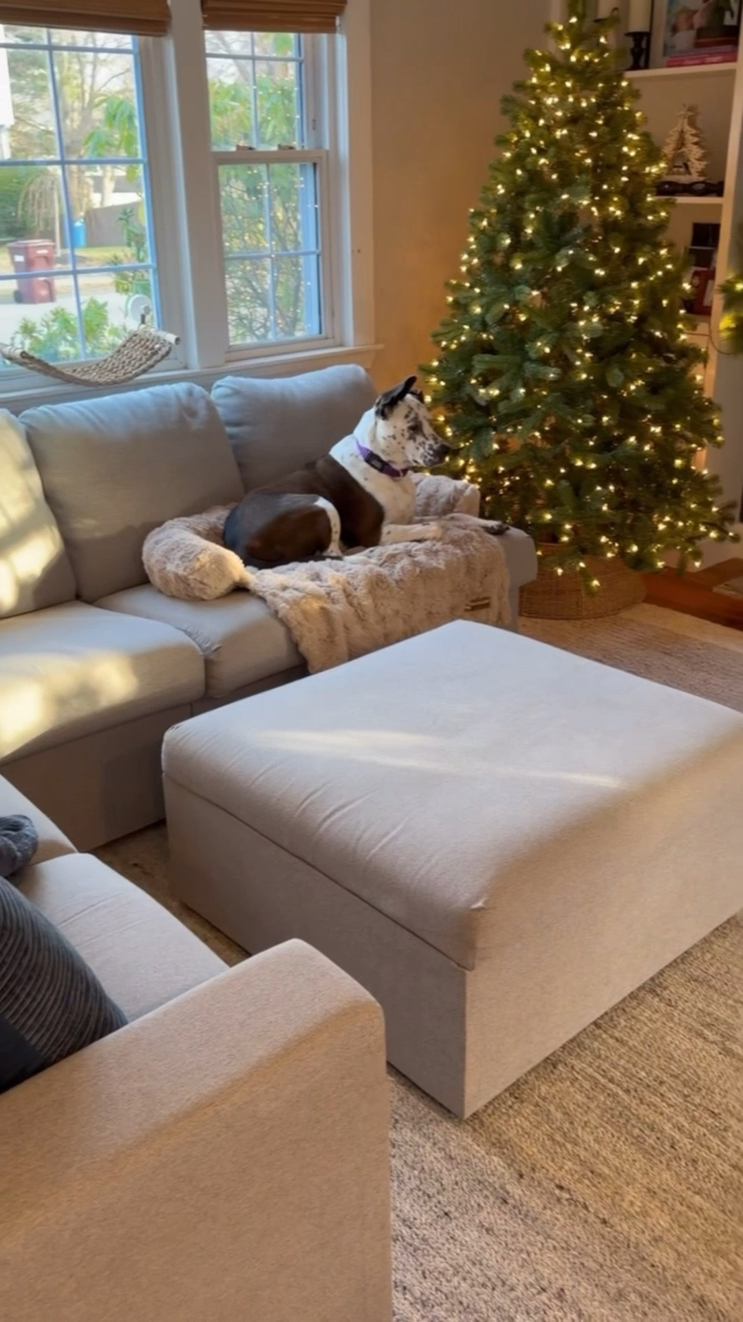 Looking for an alternative to all those blankets protecting your couch?  So were we! 
This sofa bed looks luxurious & is a cozy, comfy & calming spot for your dog to call their own! Perfect gift for the special pup on your list!
@pelsbarn.official also supports rescue dogs with every purchase.  Win-win!  Shop their Black Friday deals & check out their car beds too! 
Comment BED for details.
.
.
#dogchristmas #couchdog #cozybed #rescuedogsofinstagram #relaxation

#LTKHoliday #LTKGiftGuide #LTKCyberWeek