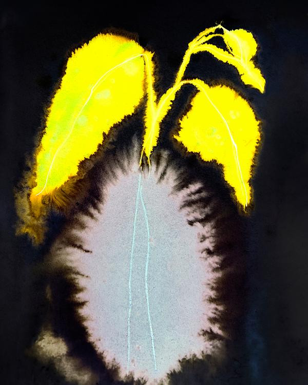 Petalissé | Artfully Walls