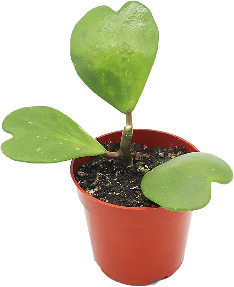 Hoya Kerrii Non-Variegated (3-4 Leaves) - 4" from California Tropicals | Amazon (US)