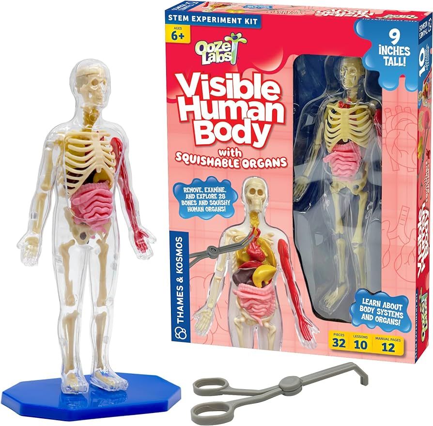 Thames & Kosmos Ooze Labs: Visible Human Body with Squishable Organs | Amazon (US)
