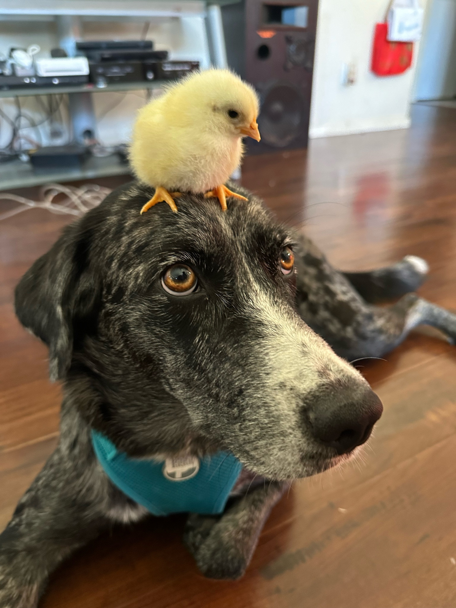 Pets
Dog harness
Large dog harness
Leash
Pet friends

#LTKFindsUnder100 #LTKKids