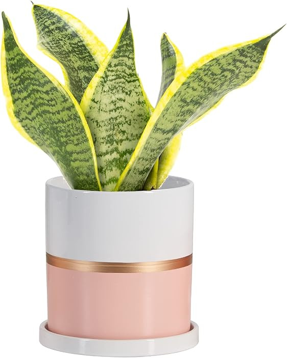 Ekirlin 6 inch Plant Pot - Ceramic Flower Planters Indoor - Modern Succulents Containers with Dra... | Amazon (US)