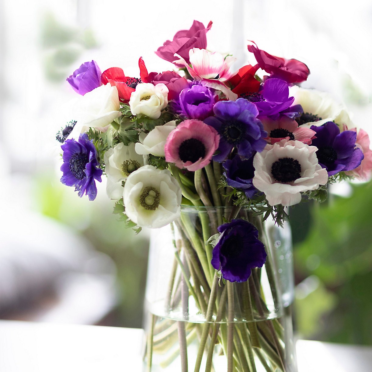Fresh Anemone Bunch | Terrain