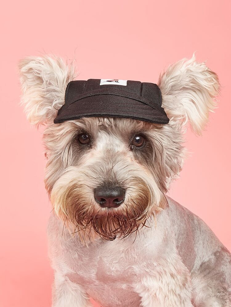 1pc Patch Detail Pet Cap | SHEIN
