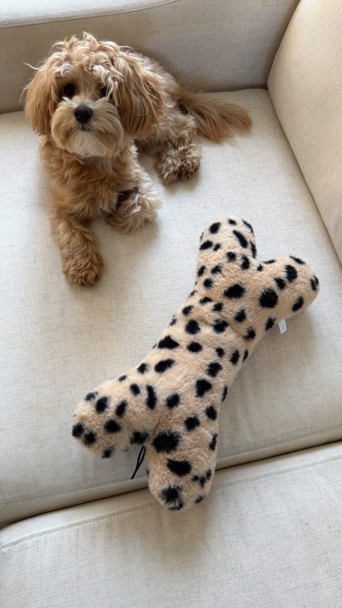 Leopard dog bone, toy, puppy, animal print.

#LTKHome #LTKSaleAlert