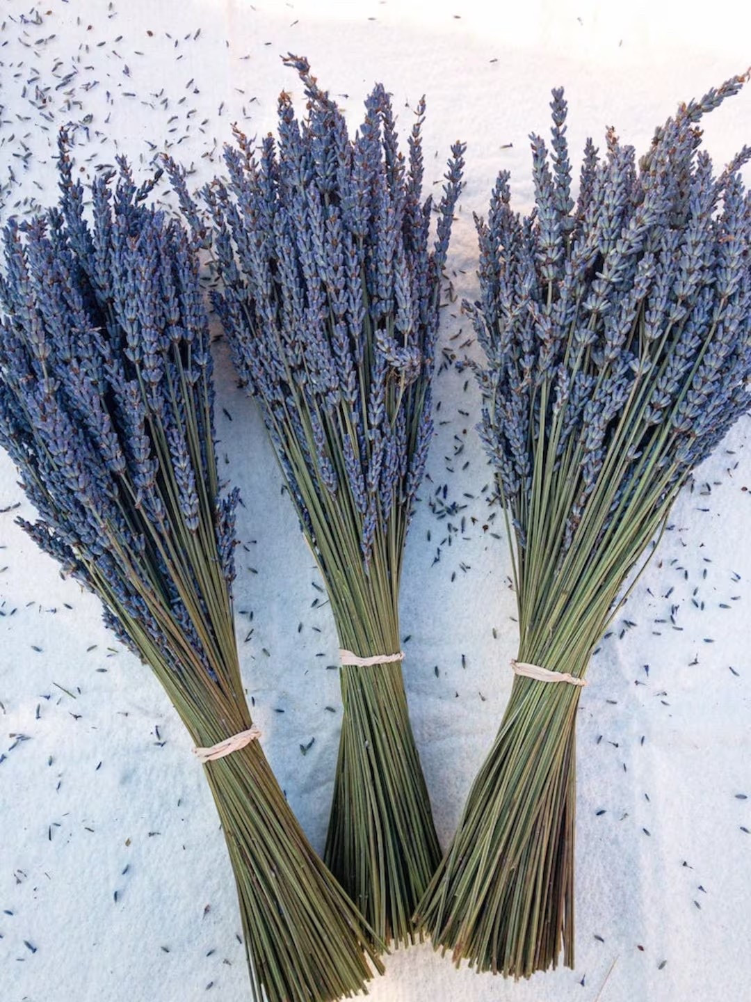 Naturally calming and beautifully simple, these dried lavender bundles are hand-cut and barn-dried for a timeless, rustic touch. Perfect for bouquets, wedding favors, or home décor, each bundle offers a soft lavender aroma and long-lasting beauty. Display them in a vase, tie into gifts, or use for DIY projects that bring a peaceful, natural feel to any space.

#LTKHome #DriedLavender #LavenderDecor #FarmhouseDecor #NaturalDecor #WeddingFavorIdeas #RusticHome #FloralDecor #SustainableDecor #GiftIdeas #HomeDecorFinds #LTKFinds #BohoDecor #EverlastingFlowers #CalmingHome

#LTKHome #LTKSeasonal #LTKWedding