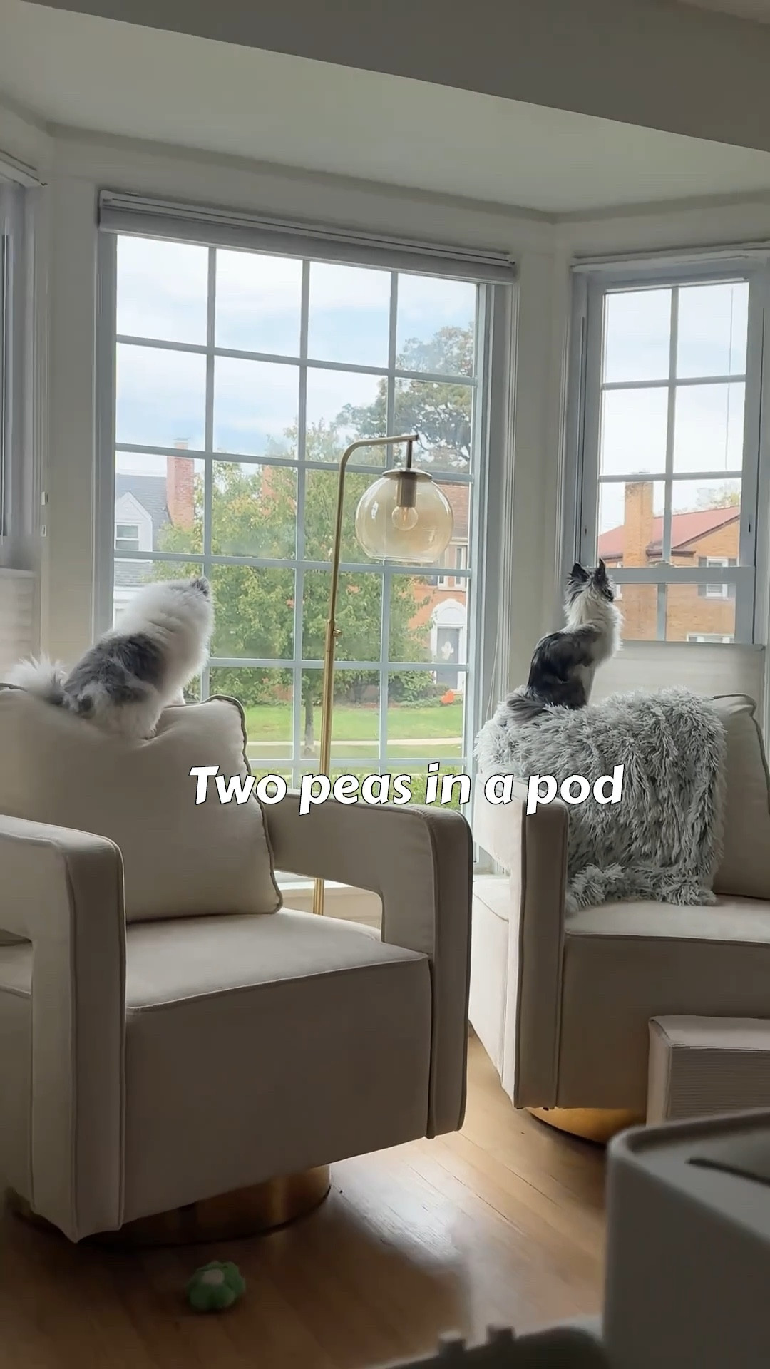 My dog’s favorite window spot on our swivel chairs. These chairs are actually really comfortable to sit in. 
I bought them as a set, but it doesn’t look like that’s an option anymore. I did share multiple options for you guys! Super easy to put together too  


Home, home decor, swivel chairs, furniture

#LTKPets #LTKFindsUnder50 #LTKHome