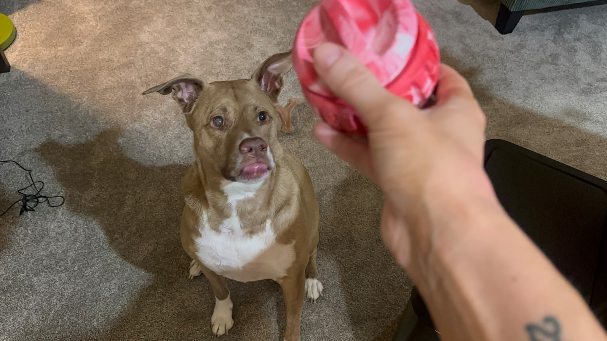 Billie is OBSESSED with this popsicle ball! it’s super easy to keep her entertained for a bit while she’s eating a delicious treat! snagging one for your pup is super simple! AND it comes in different colors and sizes :) i also included some other options you may consider for your dog! #dogaccessories #dogtoys

#LTKHome