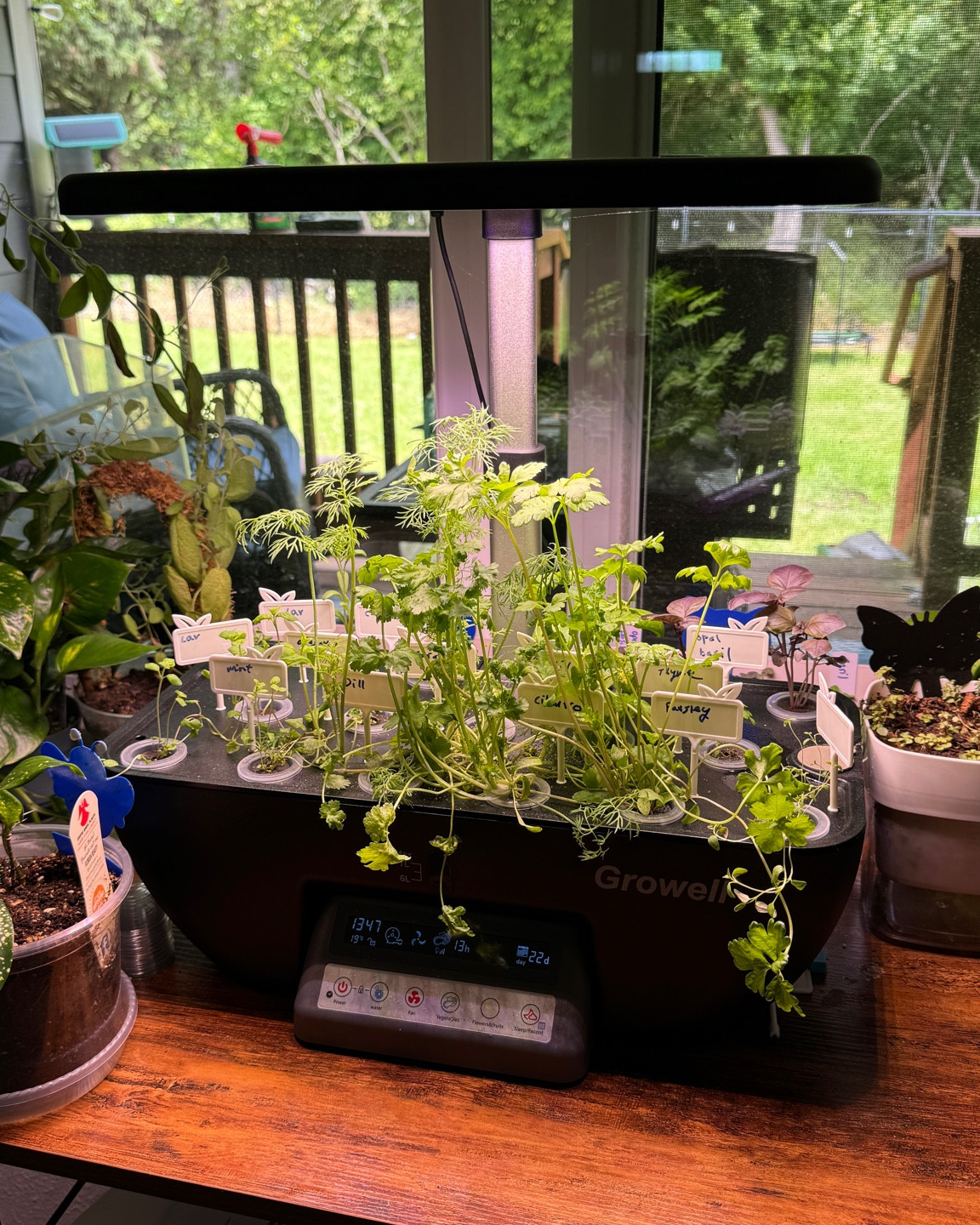 Update to the growing hydroponic garden. Herbs are growing great and quickly now. #farm #hydroponic

#LTKHome #LTKU