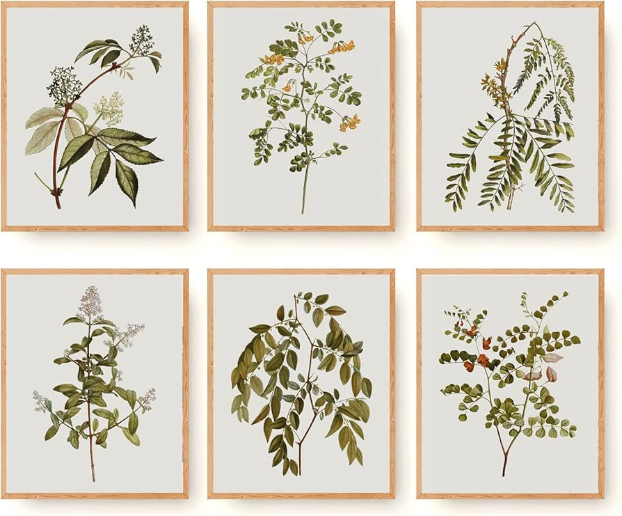 Vintage Botanical Wall Art Prints Set of 6 Plant Canvas Posters Artwork Rustic French Nature Herb... | Amazon (US)